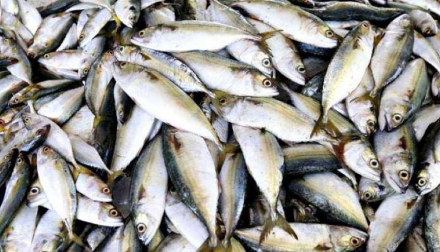 Par 2021. gada zvejas rīku skaita pieprasījumu un rūpnieciskās zvejas tiesību nomu